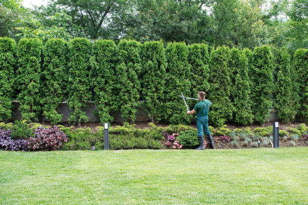 Best Palm Tree Trimming  in Hampshire, IL